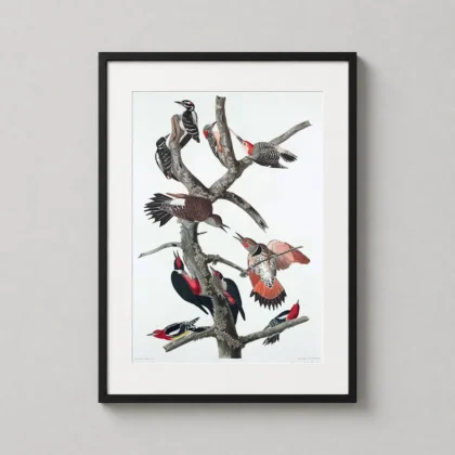 Audubon Woodpecker – 1838 Vintage Bird print for gallery wall display by MerchFuse