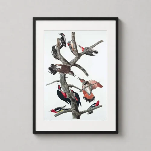 Audubon Woodpecker Species Scientific Illustration Art Print