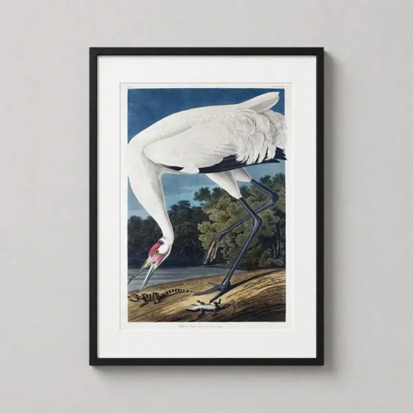 John James Audubon Whooping Crane Vintage Wildlife Art Print