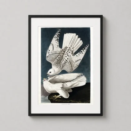 John James Audubon Gyrfalcon — detailed botanical-style art print of two white gyrfalcons with black