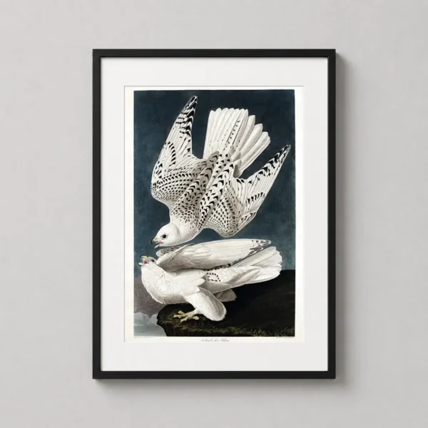 John James Audubon Gyrfalcon Art Print, Iceland Jer Falcon