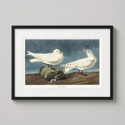 Authentic Ivory Gull Print – Audubon Birds of America Vintage Wall Art framed wall art mockup