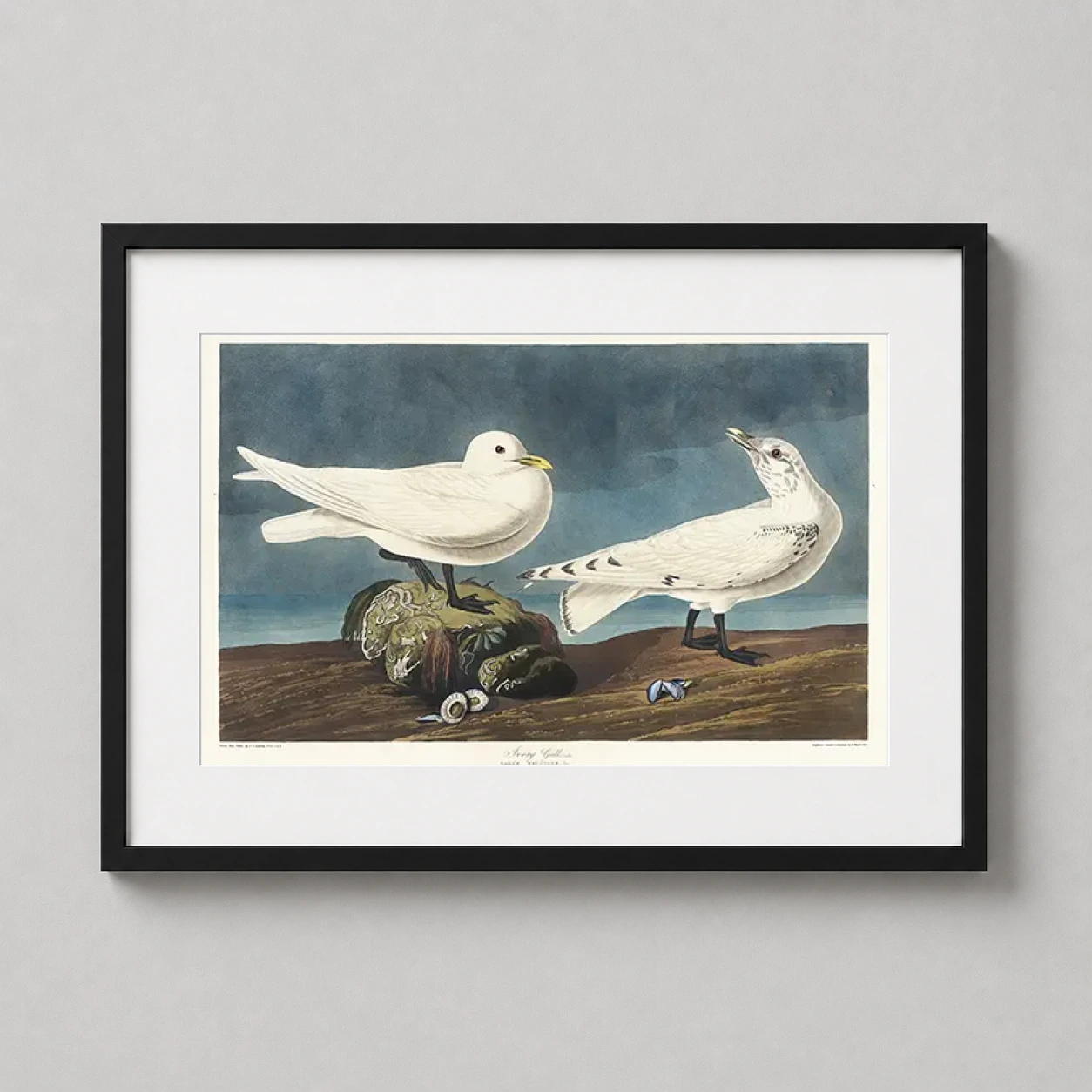 Room mockup of IVory Gull Bird Illustration, Audubon Birds of America Art Print, displayed as framed wall art in a bedroom setting as a landscape print with blue and teal tones.