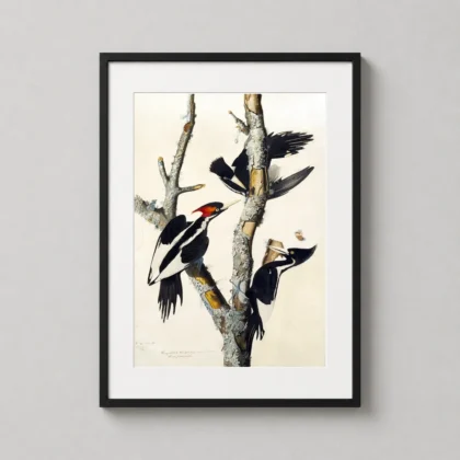 Authentic Ivory-billed Woodpecker Print – Audubon 1826 Natural History Art framed wall art mockup