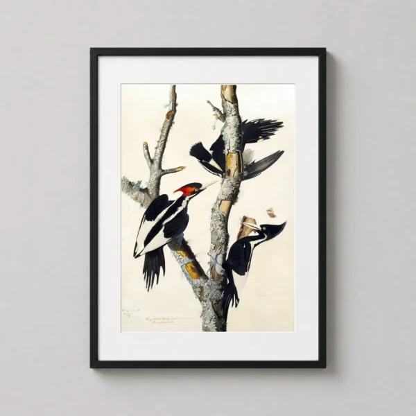 IVory-billed Woodpecker Audubon Study, Naturalist Bird Art Print