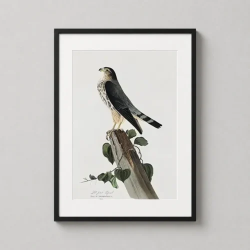Sharp-shinned Hawk Audubon Birds of America Art Print