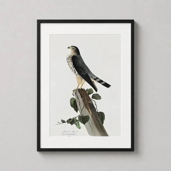 Sharp-shinned Hawk Audubon Birds of America Art Print