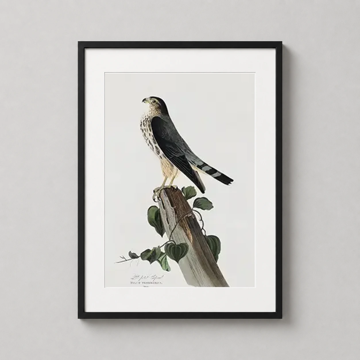 Room mockup of Sharp-shinned Hawk Audubon Birds of America Art Print, displayed as framed wall art in a bedroom setting as a portrait print with green and gold tones.
