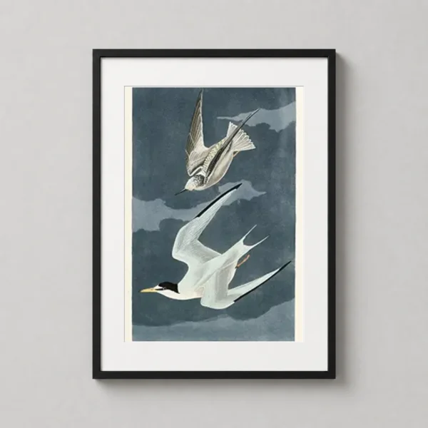 Lesser Tern Audubon Bird Illustration Vintage Art Print