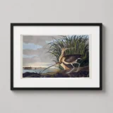 Long-billed Curlew Audubon Birds of America Coastal Art Print