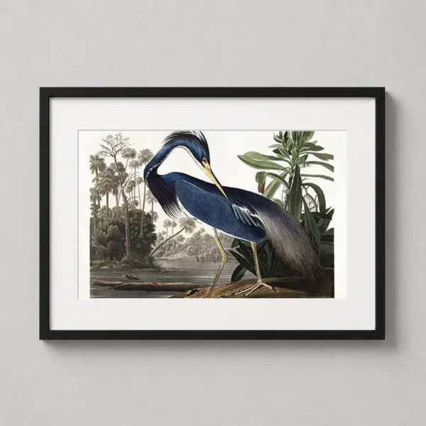 Louisiana Heron, John James Audubon Bird Wall Art Print