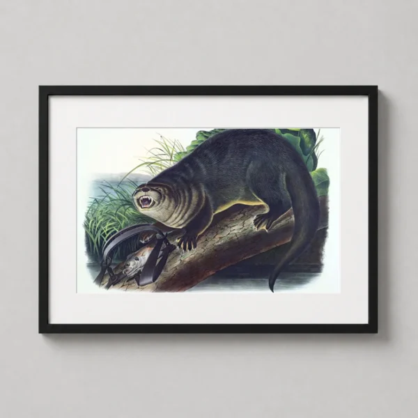 Canada Otter John James Audubon Natural History Art Print
