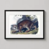John James Audubon Common American Wild Cat Lynx Art Print