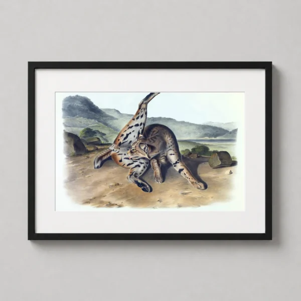 Texas Lynx Audubon Fine, Natural History Wall Art Print