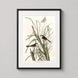 MacGillivray's Finch Audubon Bird Illustration Art Print
