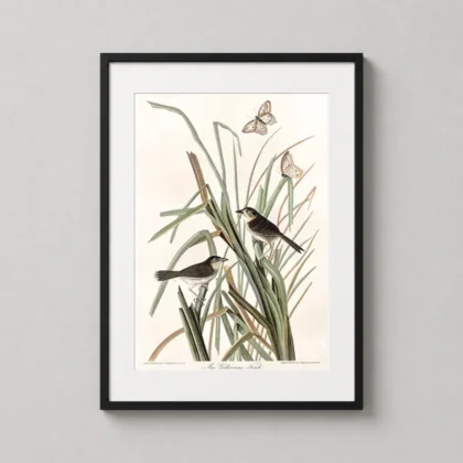 Audubon bird print – MacGillivray’s Finch Vintage Ornithology Wall Art framed wall art mockup