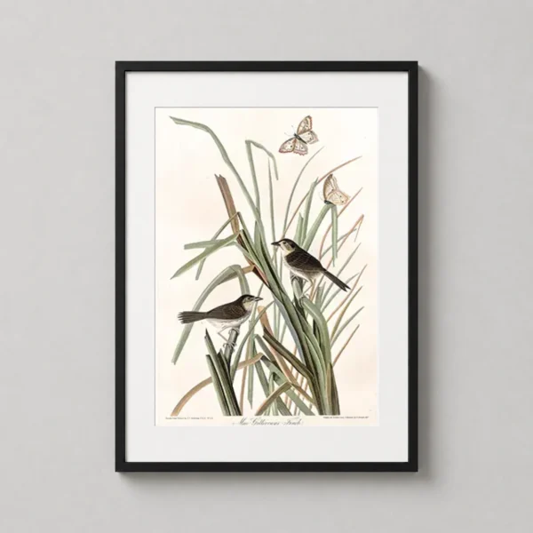 MacGillivray's Finch Audubon Bird Illustration Art Print