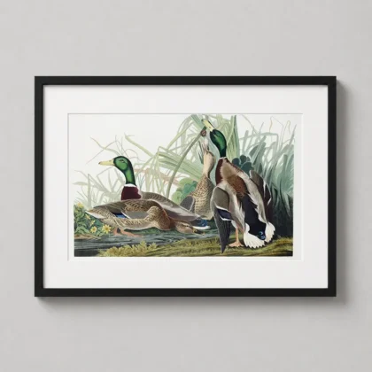 Authentic Mallard Duck Art – John James Audubon Birds of America Print framed wall art mockup