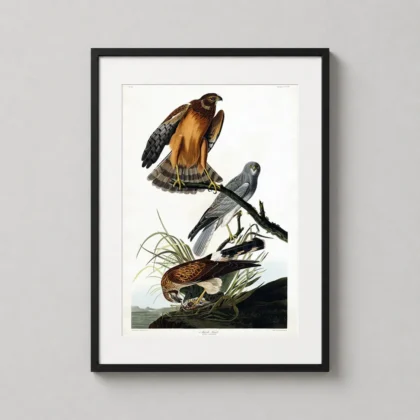 Classic Marsh Hawk print – John James Audubon Vintage Bird Wall Art framed wall art mockup