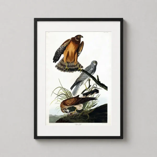 Marsh Hawk, John James Audubon Birds of America Wildlife Art Print