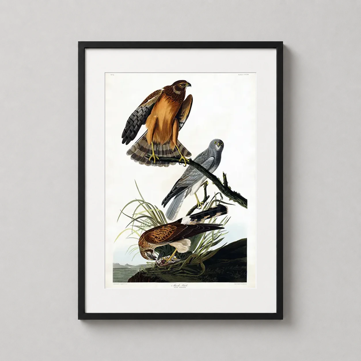 Room mockup of Marsh Hawk, John James Audubon Birds of America Wildlife Art Print, displayed as framed wall art in a bedroom setting as a portrait print.