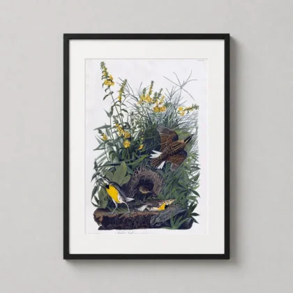 Classic Meadow Lark Print – 1832 Audubon Birds of America Wall Art framed wall art mockup