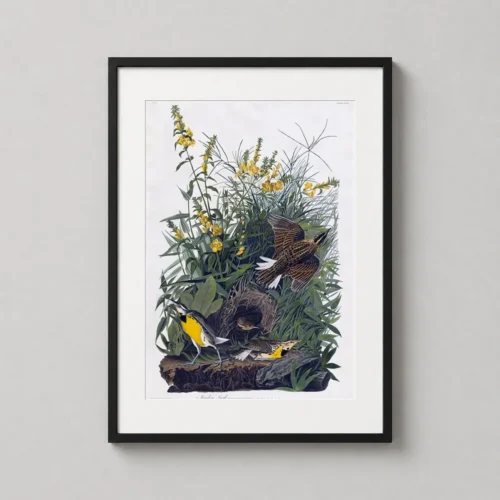 Meadow Lark, John James Audubon Birds of America Art Print