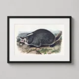 American Badger John James Audubon Natural History Art Print