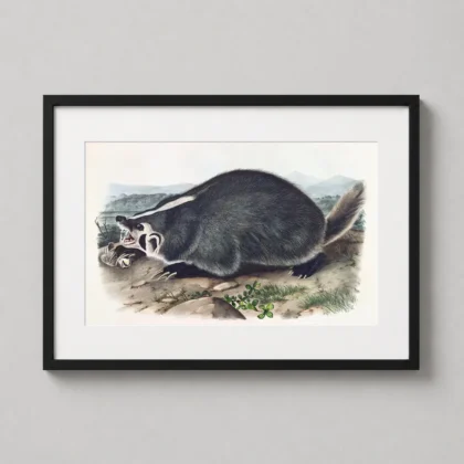 American Badger – 1844 Audubon Wildlife Illustration decorative print for curated interiors by MerchFuse