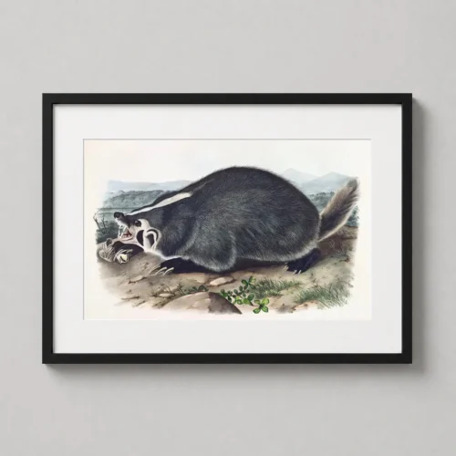 American Badger John James Audubon Natural History Art Print