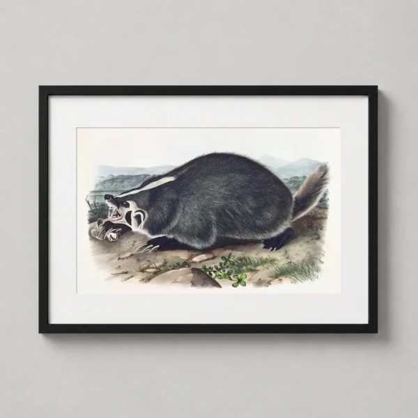 American Badger John James Audubon Natural History Art Print