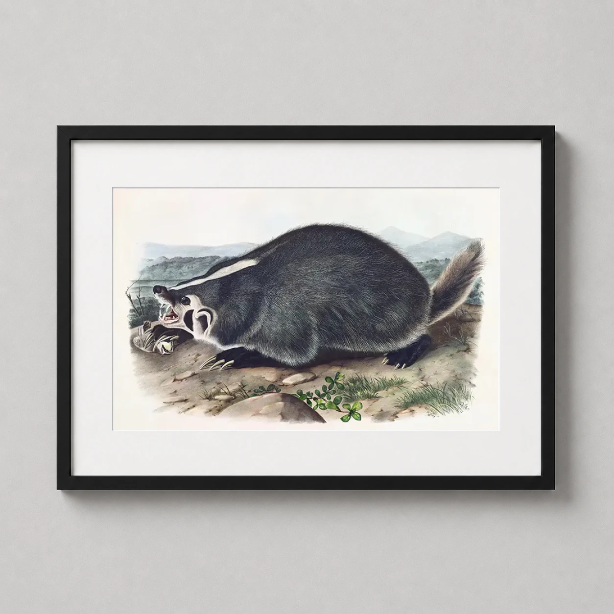 Room mockup of American Badger John James Audubon Natural History Art Print, displayed as framed wall art in a bedroom setting as a landscape print with blue tones.