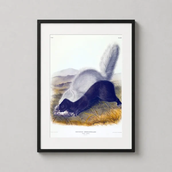 Texan Skunk Audubon Illustration Natural History Fine Art Print
