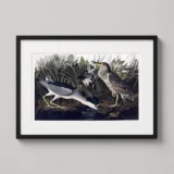 Audubon Night Heron and Qua Bird Illustration Art Print