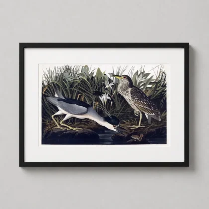 Classic Night Heron print – 1835 Audubon Birds of America Wall Art framed wall art mockup
