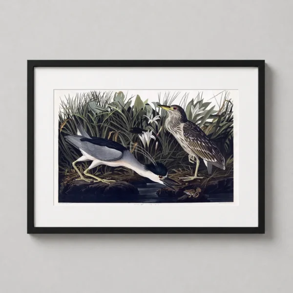 Audubon Night Heron and Qua Bird Illustration Art Print