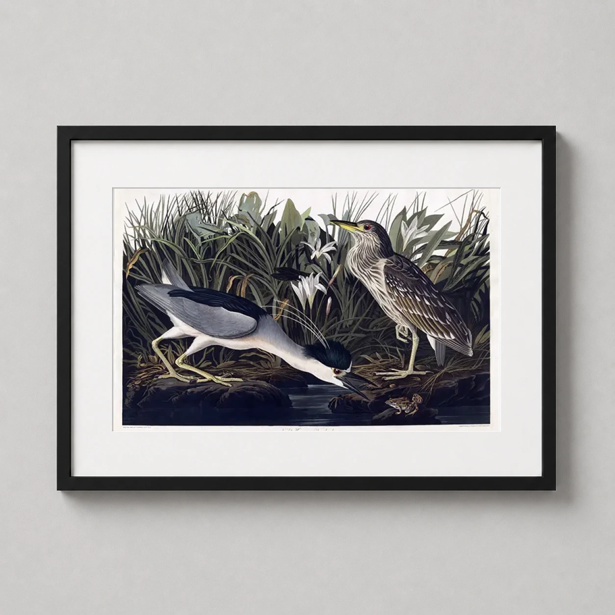 Room mockup of Audubon Night Heron and Qua Bird Illustration Art Print, displayed as framed wall art in a bedroom setting as a landscape print with white tones.