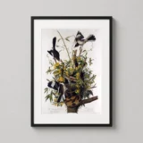 Northern Mockingbird and Rattlesnake Audubon Wildlife Art Print