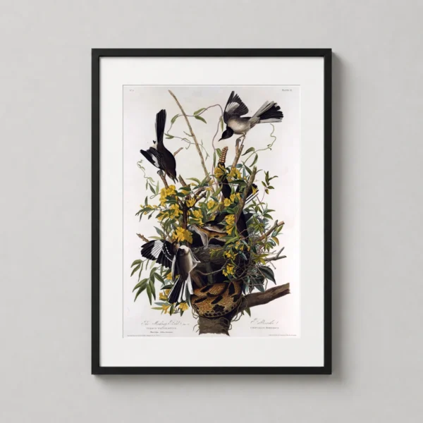 Northern Mockingbird and Rattlesnake Audubon Wildlife Art Print