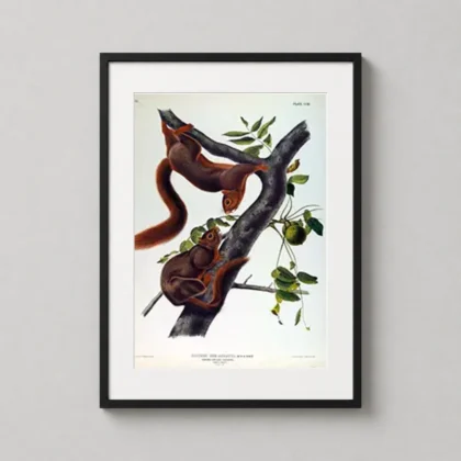 Classic Orange Bellied Squirrel Art Print – Wall Art Print framed wall art mockup