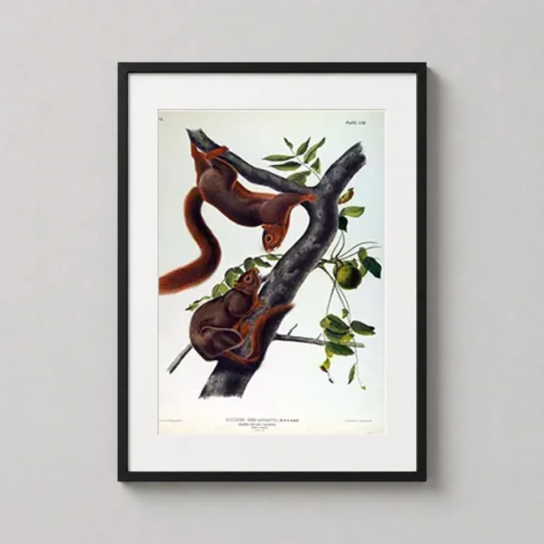 John James Audubon Orange-Bellied Squirrel Wildlife Art Print