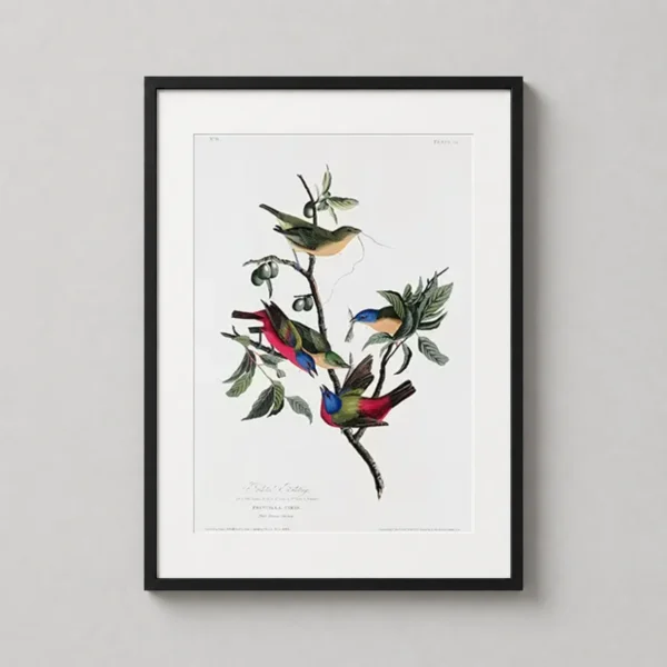 John James Audubon Painted Finch, Bird Wall Art Print