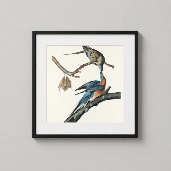 John James Audubon Passenger Pigeon, Vintage Bird Art Print