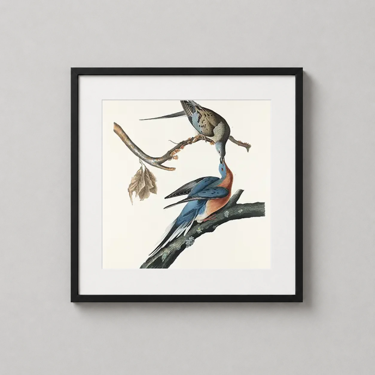 Room mockup of John James Audubon Passenger Pigeon, Vintage Bird Art Print, displayed as framed wall art in a bedroom setting as a square print with blue tones.