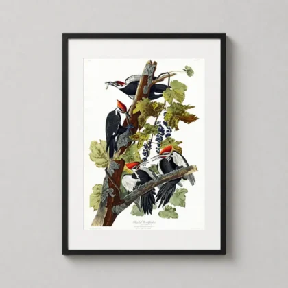 Pileated Woodpecker John James — detailed John James Audubon illustration of four Pileated Woodpeckers
