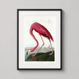 John James Audubon American Flamingo Art Print, Pink Bird Art