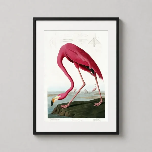 John James Audubon American Flamingo Art Print, Pink Bird Art