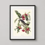 John James Audubon Gray Kingbird Botanical Bird Art Print