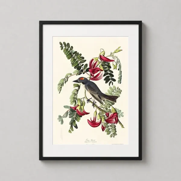 John James Audubon Gray Kingbird Botanical Bird Art Print