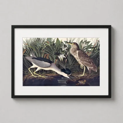 Classic Night Heron Print – John James Audubon Birds of America Wall Art framed wall art mockup